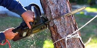 Best Pest Control for Lawns  in Leonardtown, MD