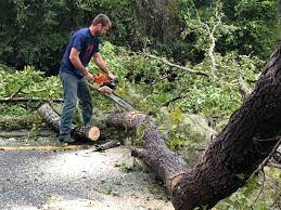 Best Tree Trimming and Pruning  in Leonardtown, MD
