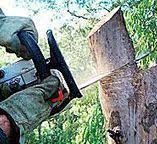 How Our Tree Care Process Works  in  Leonardtown, MD