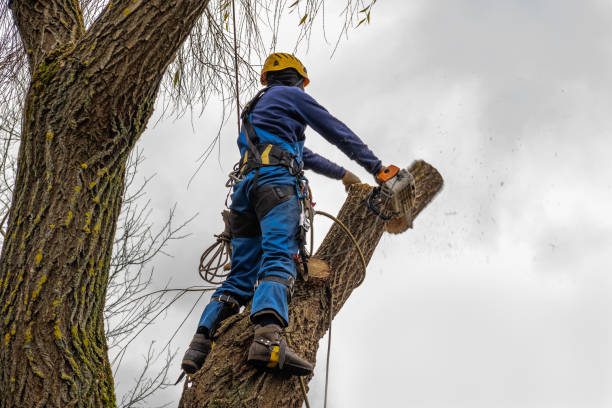 Best Hazardous Tree Removal  in Leonardtown, MD