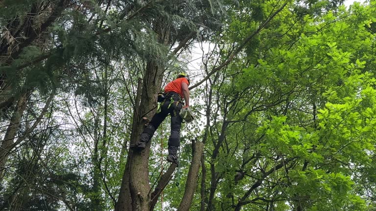 Best Fruit Tree Pruning  in Leonardtown, MD
