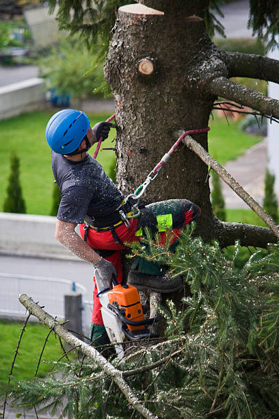 Best Emergency Tree Removal  in Leonardtown, MD